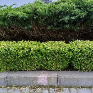 Ilex Crenata Potted (Evergreen Hedge) Box Leafed Japanese Holly 25-35cm